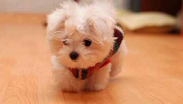 tiny-puppy