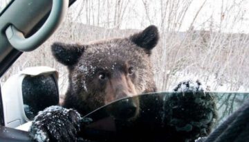 bear-car-window