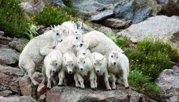 bunch-of-goats