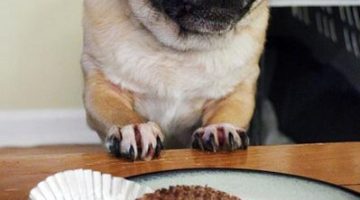 cupcake-pug