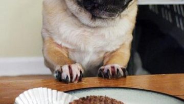 cupcake-pug