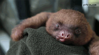 cute-baby-sloth
