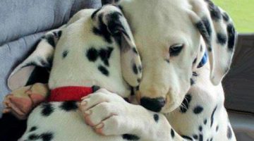 dalmatian-hug