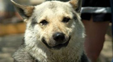 dog-smile-2