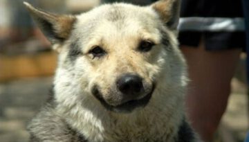 dog-smile-2