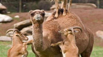 goats-climb-camel