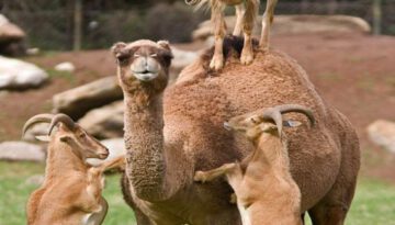 goats-climb-camel