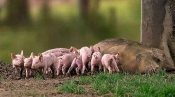 mom-piglets