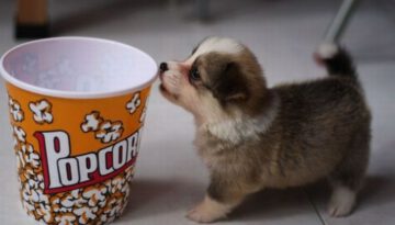 puppy-cup