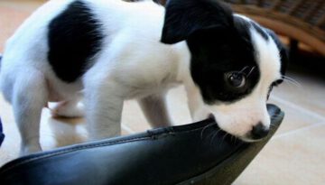 puppy-fetches-shoe