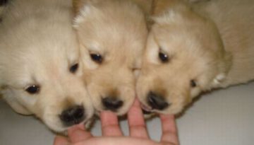 puppy-fingers