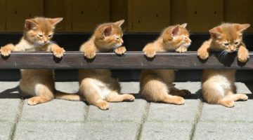 rail-kittens