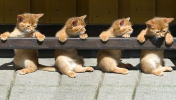 rail-kittens
