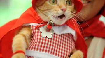 red-ridding-hood-cat