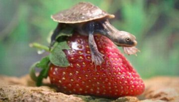 turtle-strawberry