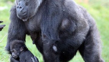 baby-gorilla