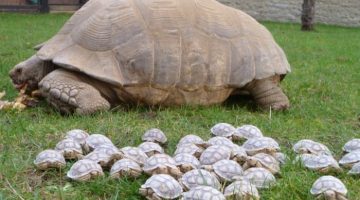 big-small-turtles