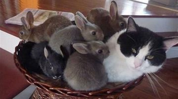 bunnies-cat