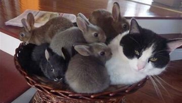 bunnies-cat