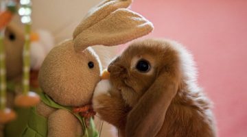 bunny-and-toy-bunny