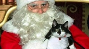 cat-and-santa