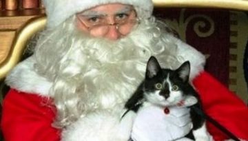 cat-and-santa