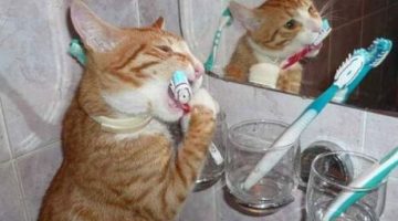 cat-brushing-teeth