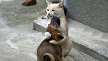 cat-hugs-dog