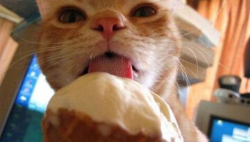 cat-icecream