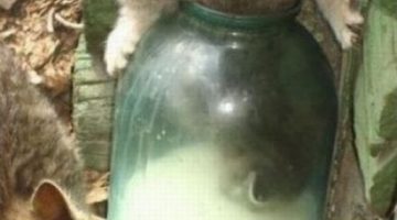 cat-in-milk-jar