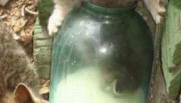 cat-in-milk-jar