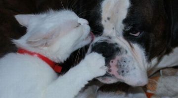 cat-licks-dog