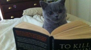 cat-reading