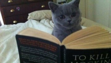 cat-reading
