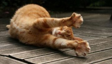 cat-stretch