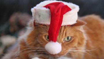 christmas-hat-cat
