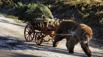 christmas-tree-wagon-dog