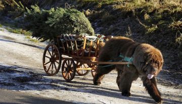christmas-tree-wagon-dog