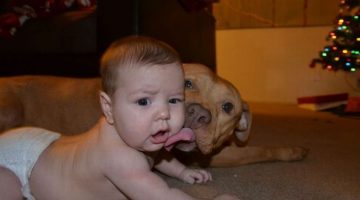 dog-licks-baby