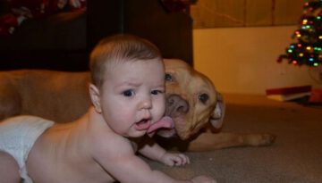 dog-licks-baby