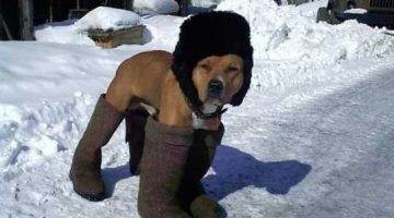 dog-wearing-boots