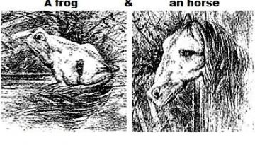 frog-horse-illusion