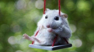 hamster-swing