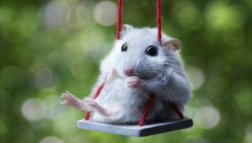 hamster-swing