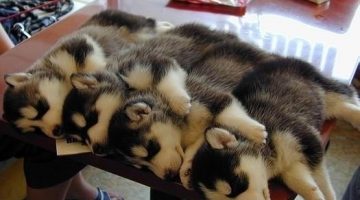 just-siberian-husky-puppies-all-sleeping-together