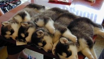 just-siberian-husky-puppies-all-sleeping-together