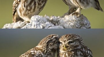 kissing-owls