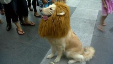 lion-dog