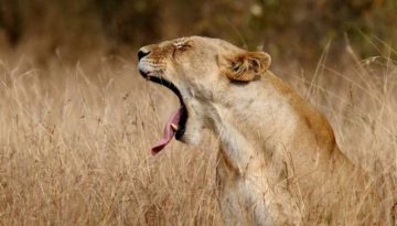 lion-yawn
