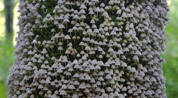 mushroom-tree